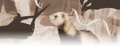 Ferret and DNA composition